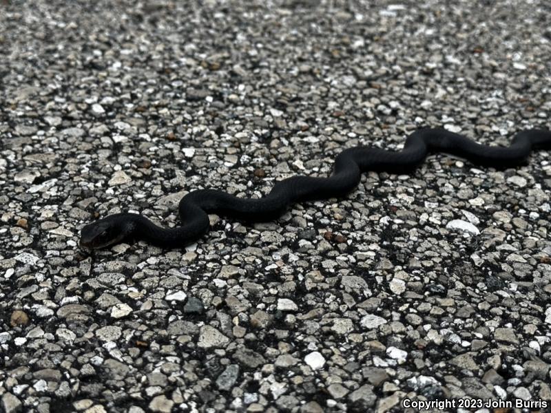 Brown-chinned Racer (Coluber constrictor helvigularis)