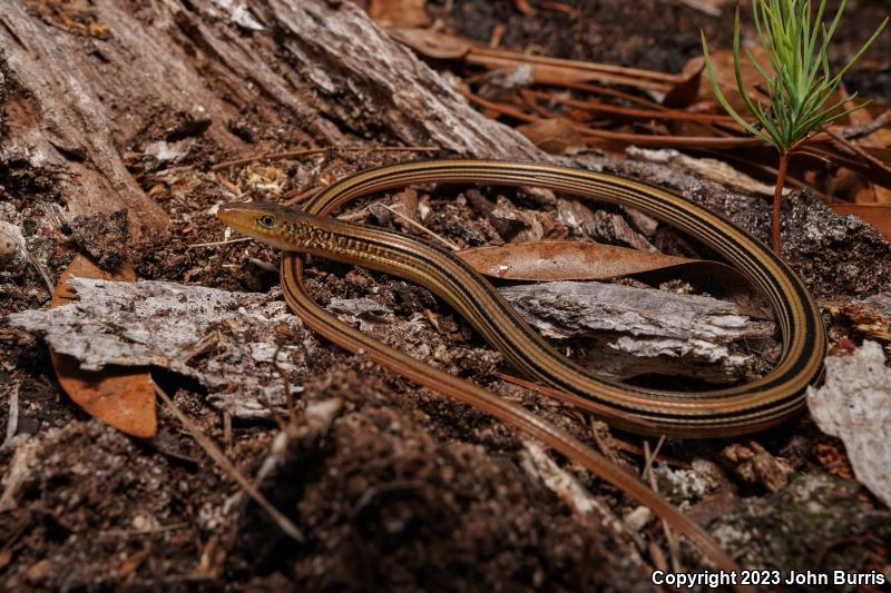 Mimic Glass Lizard (Ophisaurus mimicus)