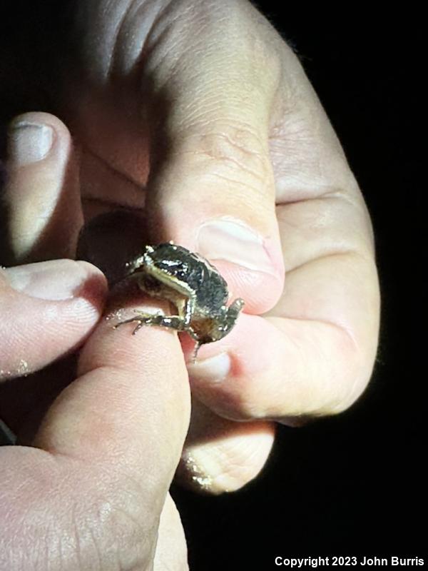 Southern Chorus Frog (Pseudacris nigrita)