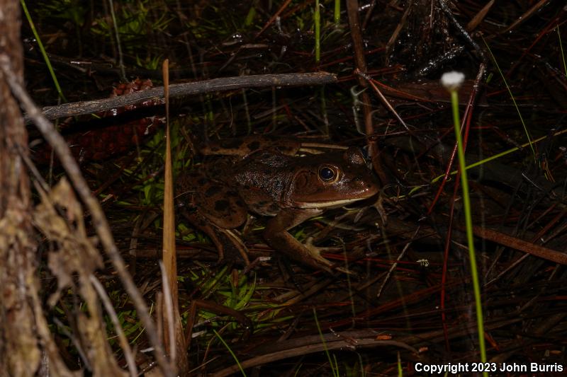 River Frog (Lithobates heckscheri)