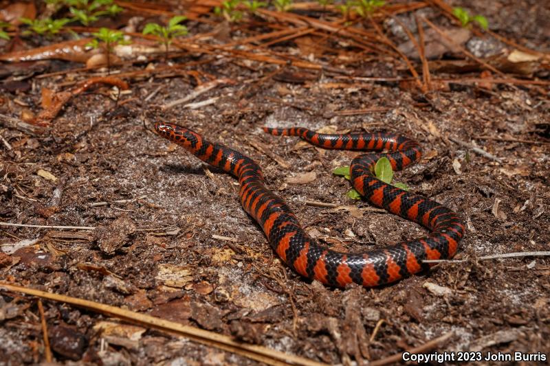 Eastern Mudsnake (Farancia abacura abacura)