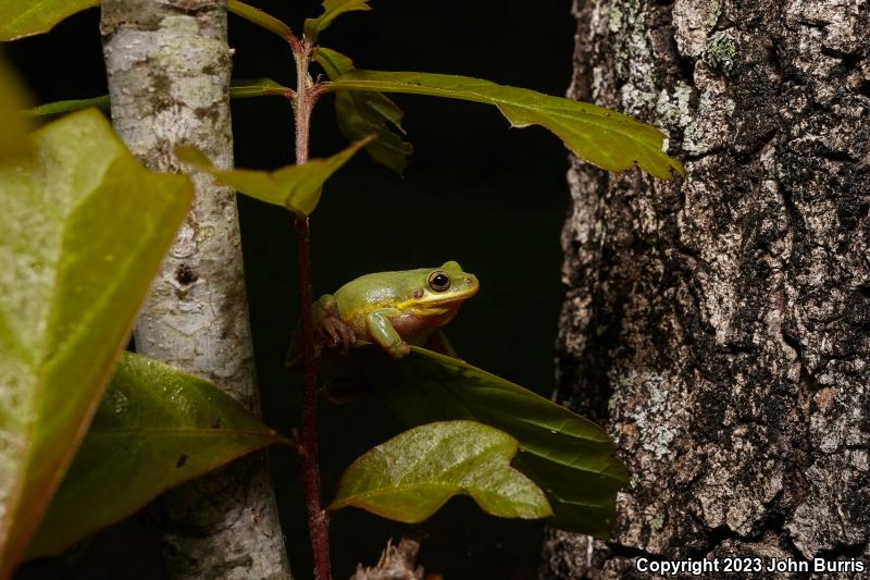 Squirrel Treefrog (Hyla squirella)