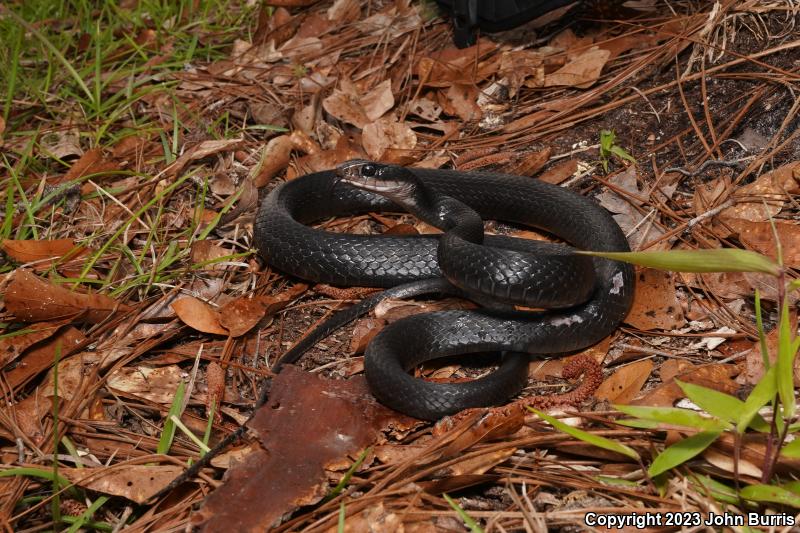 Brown-chinned Racer (Coluber constrictor helvigularis)