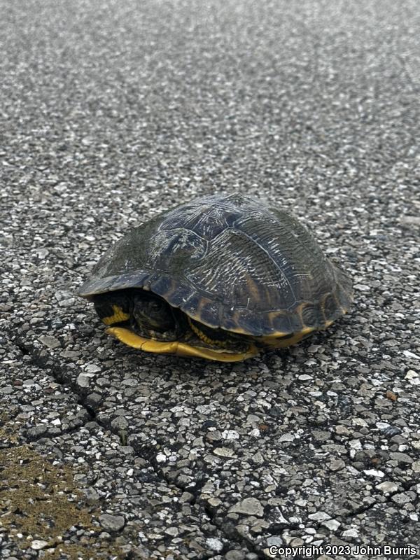 Yellow-bellied Slider (Trachemys scripta scripta)