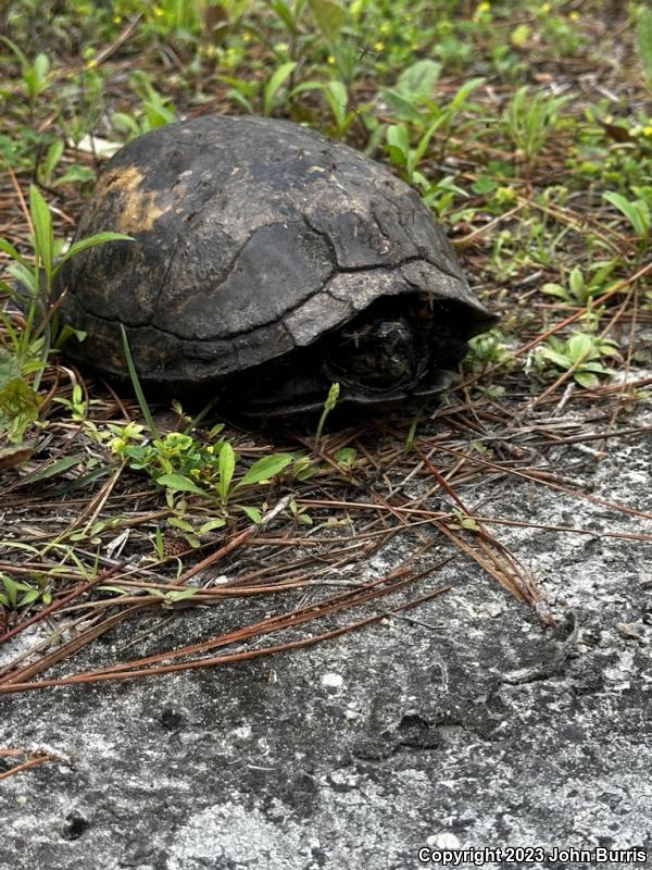 Gulf Coast Box Turtle (Terrapene carolina major)