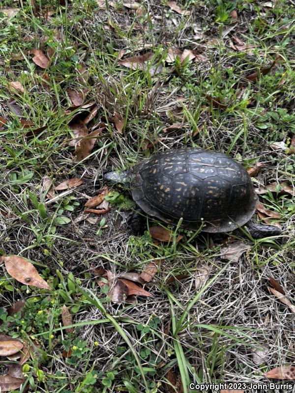 Gulf Coast Box Turtle (Terrapene carolina major)