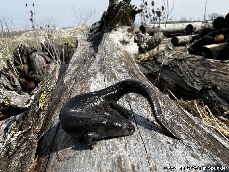 Small-mouthed Salamander (Ambystoma texanum)