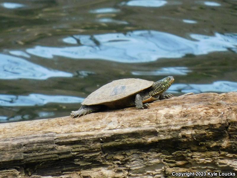 Northern Map Turtle (Graptemys geographica)