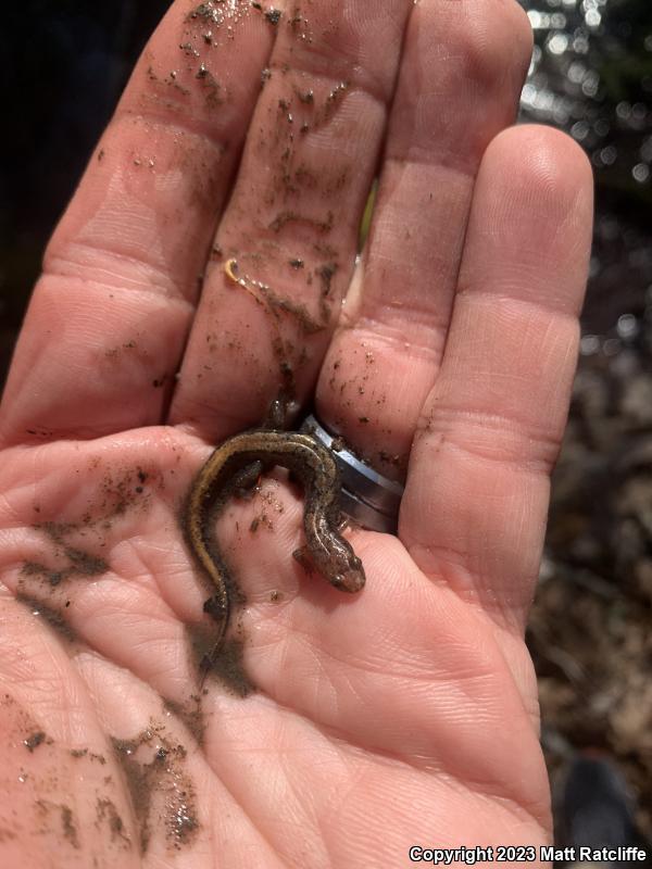 Blue Ridge Dusky Salamander (Desmognathus orestes)