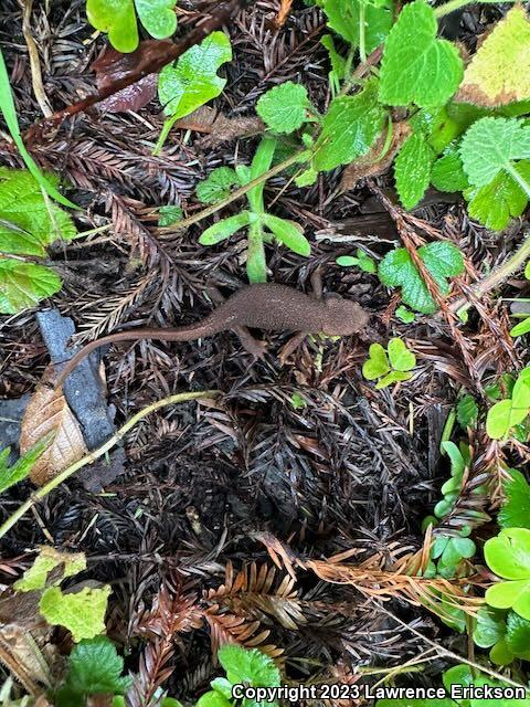 Rough-skinned Newt (Taricha granulosa)