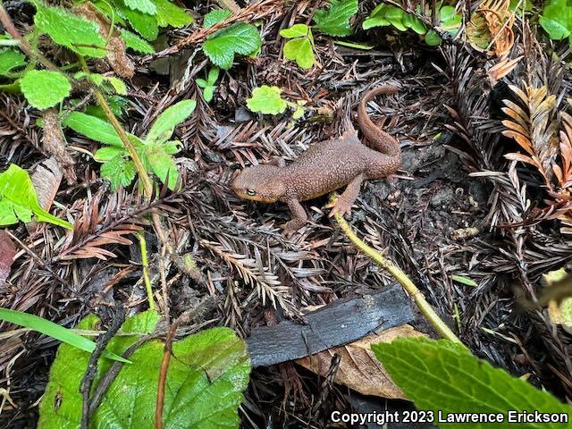 Rough-skinned Newt (Taricha granulosa)