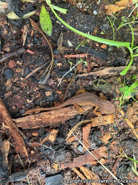 Rough-skinned Newt (Taricha granulosa)