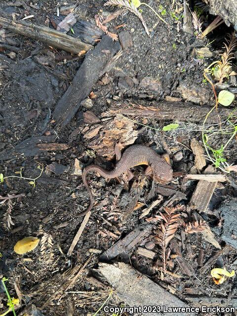 Rough-skinned Newt (Taricha granulosa)