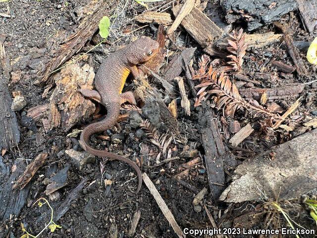 Rough-skinned Newt (Taricha granulosa)