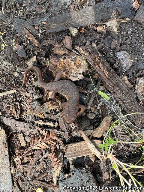 Rough-skinned Newt (Taricha granulosa)