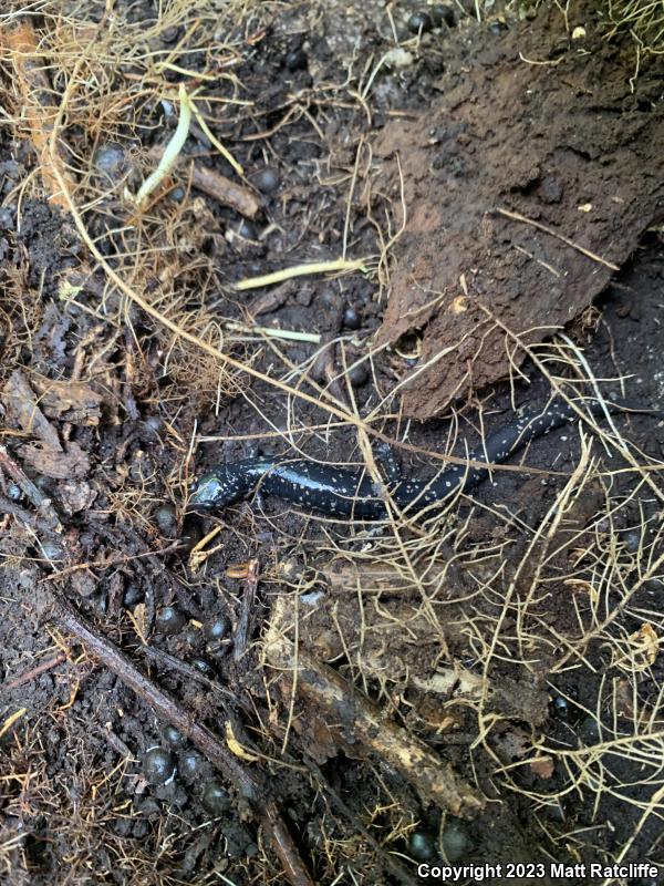 Mississippi Slimy Salamander (Plethodon mississippi)