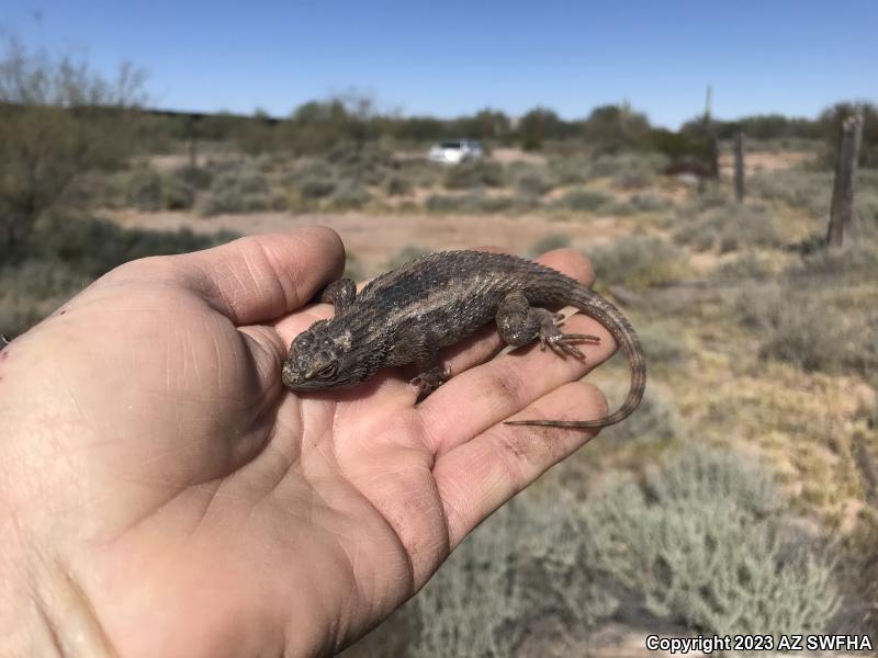 Desert Spiny Lizard (Sceloporus magister)