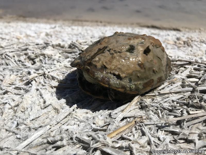 Sonoran Mud Turtle (Kinosternon sonoriense)