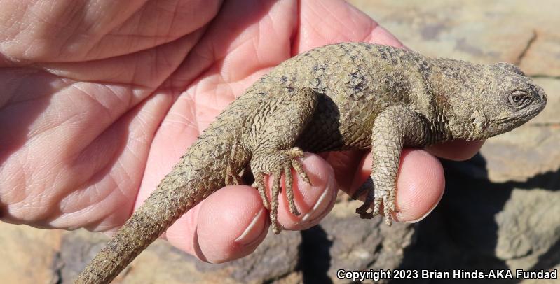 Yellow-backed Spiny Lizard (Sceloporus uniformis)