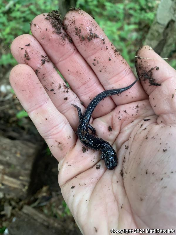 Mississippi Slimy Salamander (Plethodon mississippi)