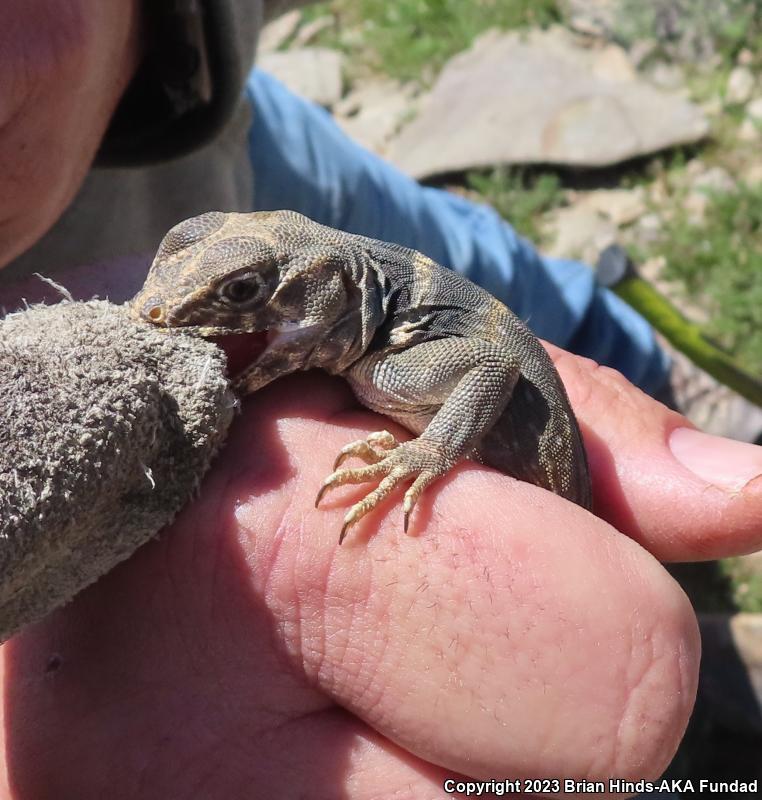 Great Basin Collared Lizard (Crotaphytus bicinctores)