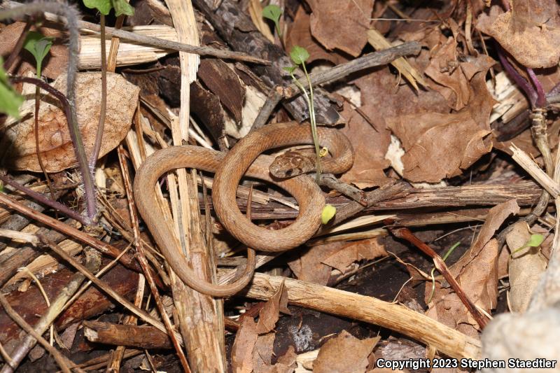 Northern Brownsnake (Storeria dekayi dekayi)