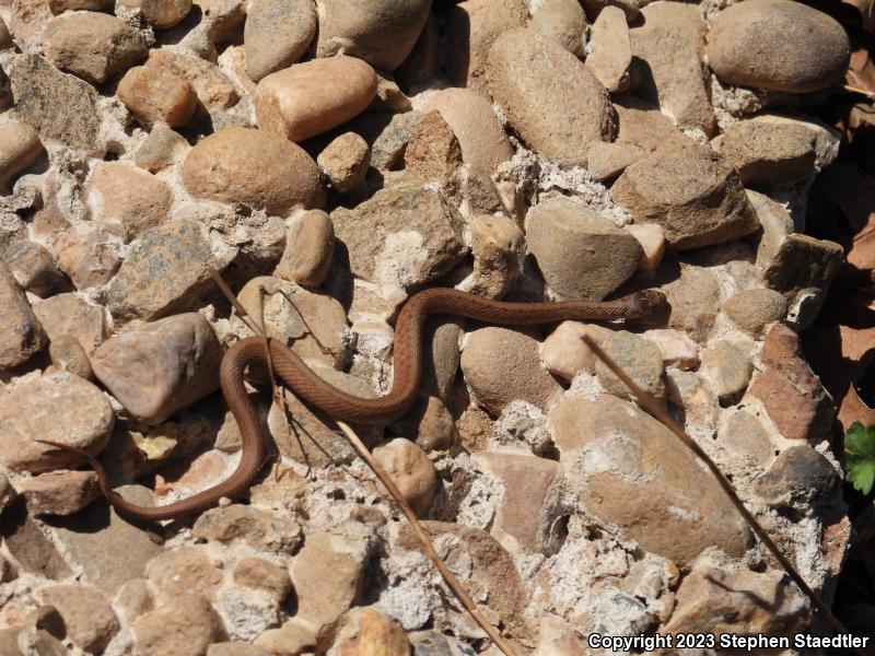 Northern Brownsnake (Storeria dekayi dekayi)