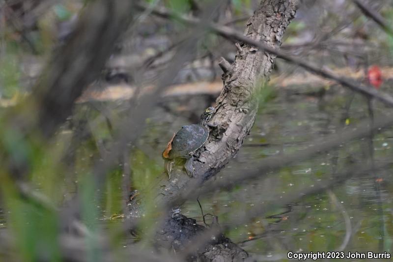 Barbour's Map Turtle (Graptemys barbouri)