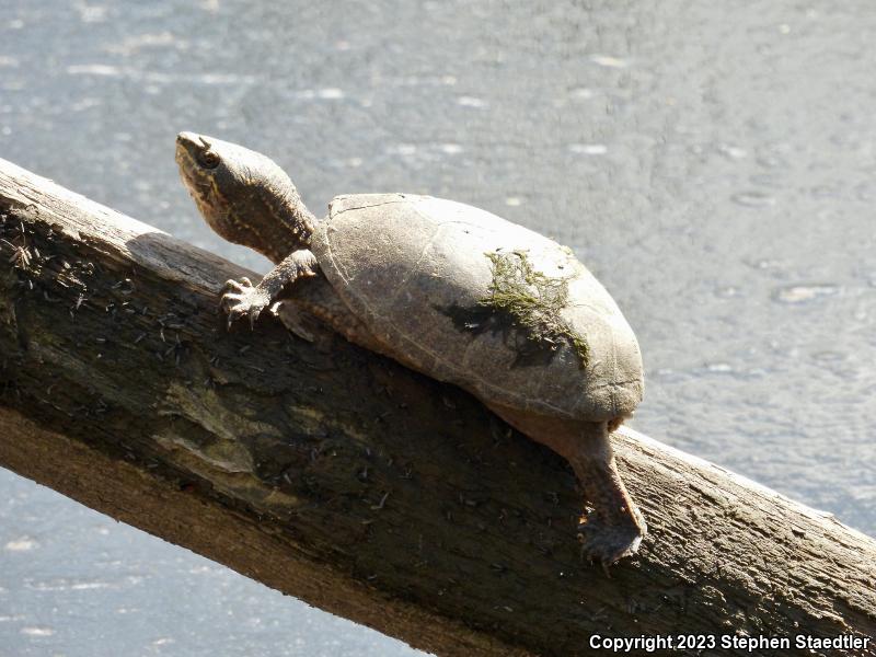 Eastern Musk Turtle (Sternotherus odoratus)