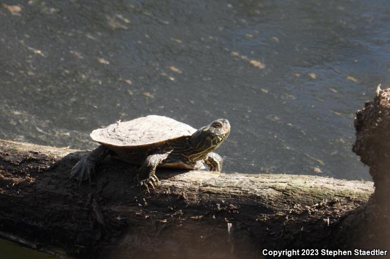 Northern Map Turtle (Graptemys geographica)