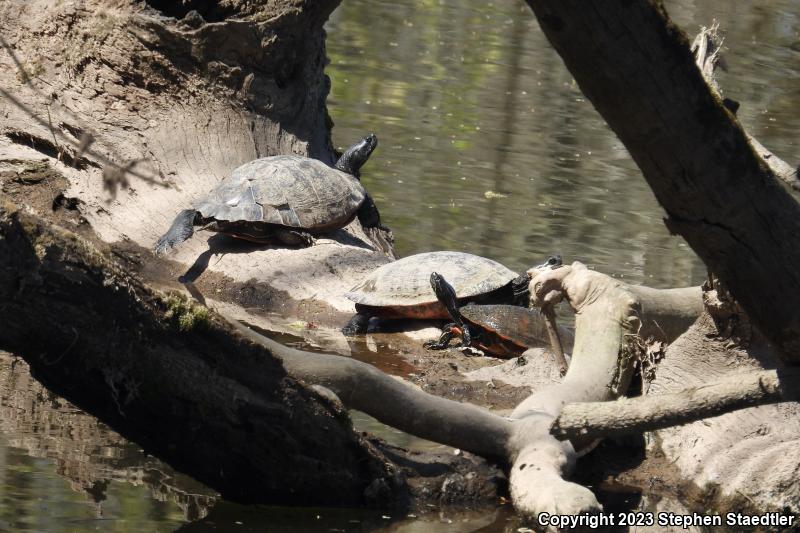 Northern Red-bellied Cooter (Pseudemys rubriventris)