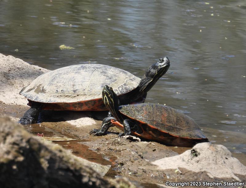 Northern Red-bellied Cooter (Pseudemys rubriventris)