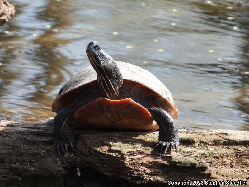 Northern Red-bellied Cooter (Pseudemys rubriventris)