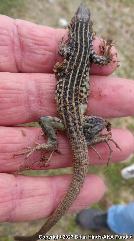 Coastal Whiptail (Aspidoscelis tigris stejnegeri)