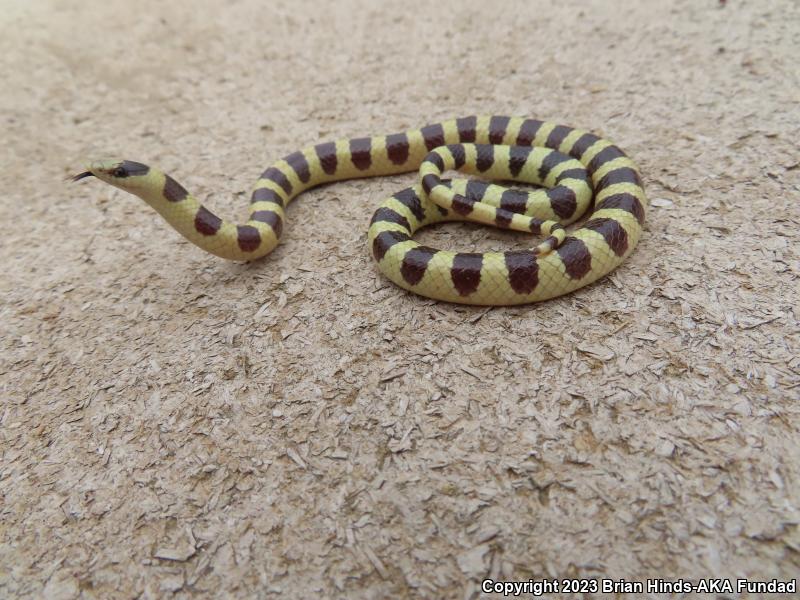 Mojave Shovel-nosed Snake (Chionactis occipitalis occipitalis)