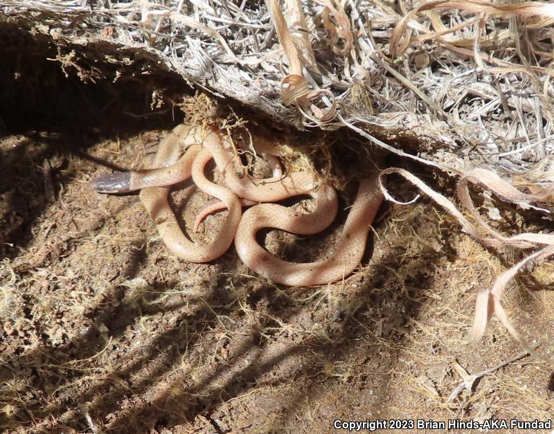 Western Black-headed Snake (Tantilla planiceps)