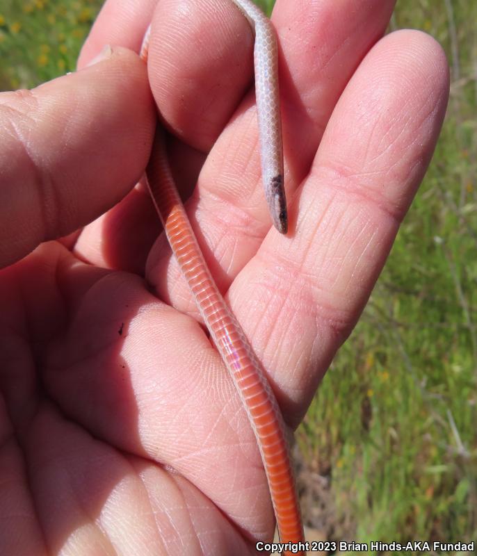 Western Black-headed Snake (Tantilla planiceps)