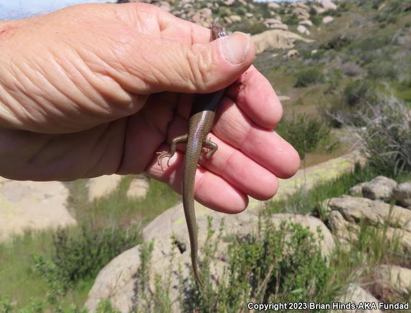 Gilbert's Skink (Plestiodon gilberti)