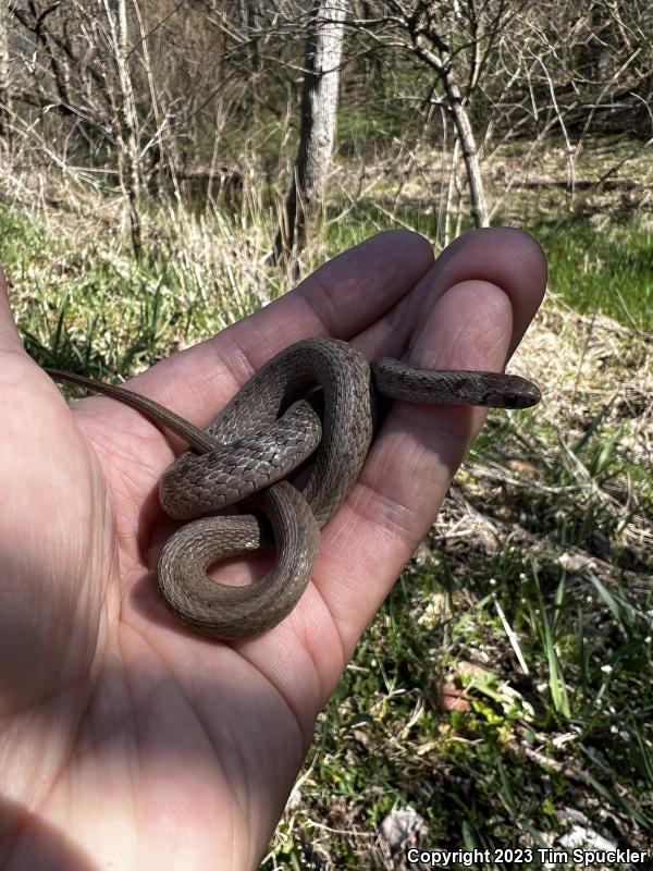 Northern Brownsnake (Storeria dekayi dekayi)