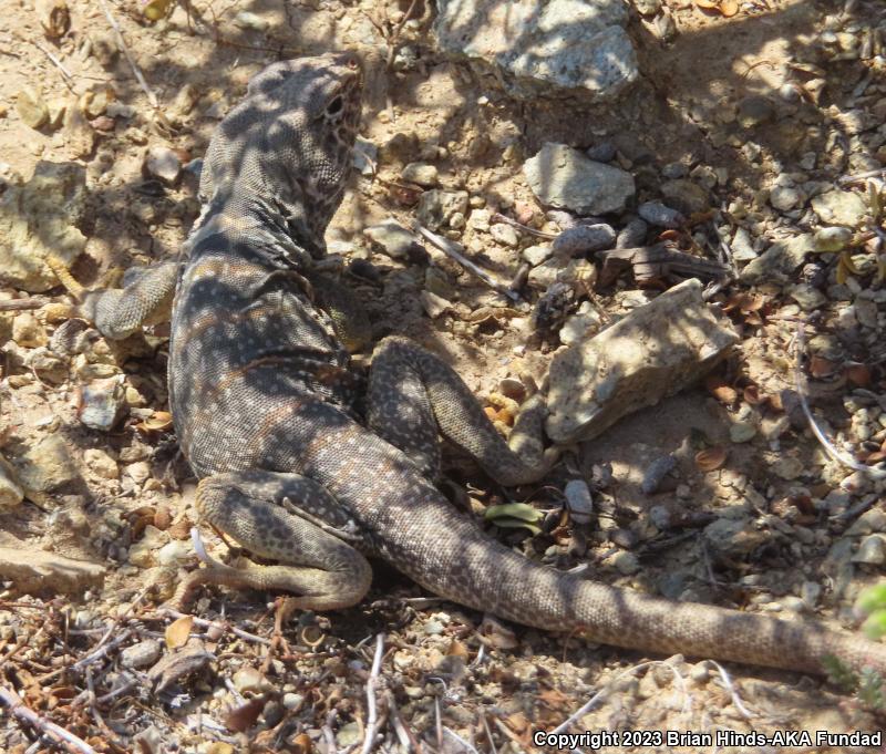 Great Basin Collared Lizard (Crotaphytus bicinctores)