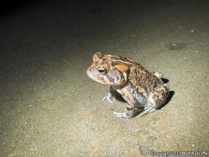 Southern Toad (Anaxyrus terrestris)