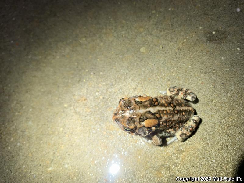 Southern Toad (Anaxyrus terrestris)