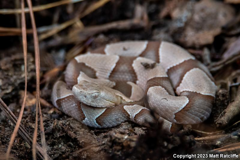 Southern Copperhead (Agkistrodon contortrix contortrix)