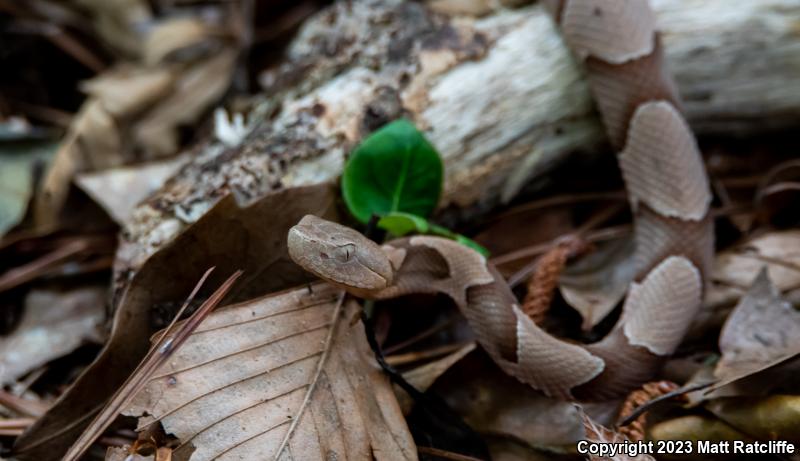 Southern Copperhead (Agkistrodon contortrix contortrix)