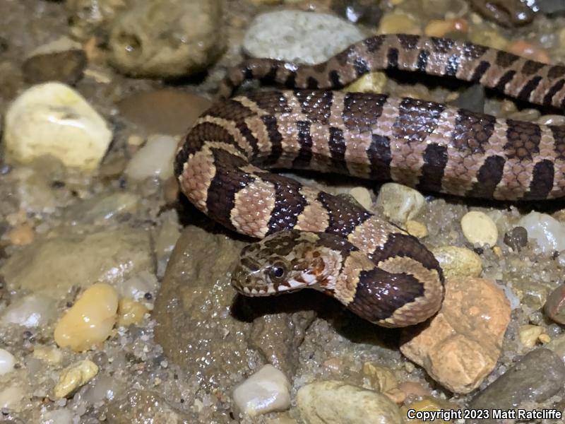 Midland Watersnake (Nerodia sipedon pleuralis)