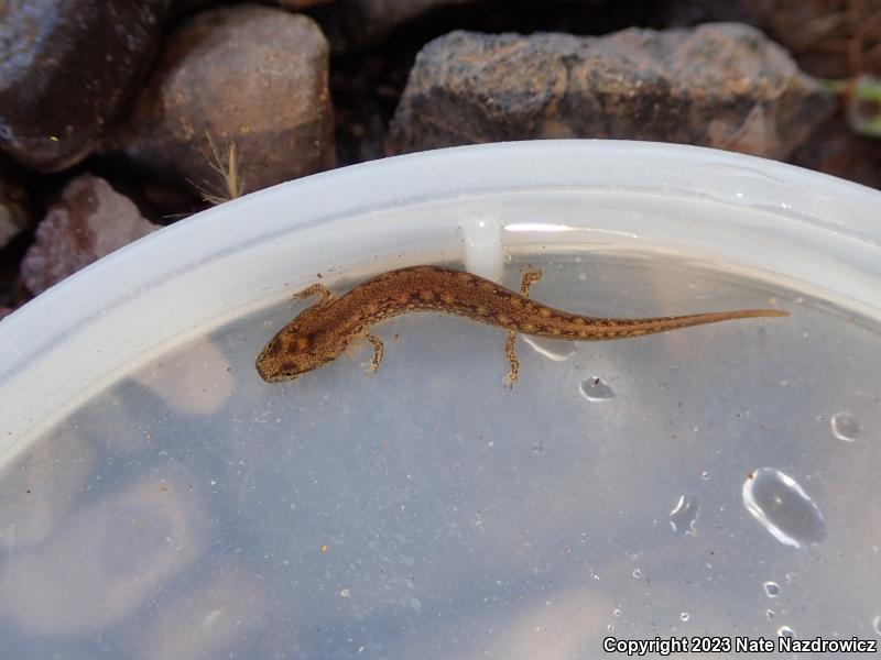 Northern Two-lined Salamander (Eurycea bislineata)