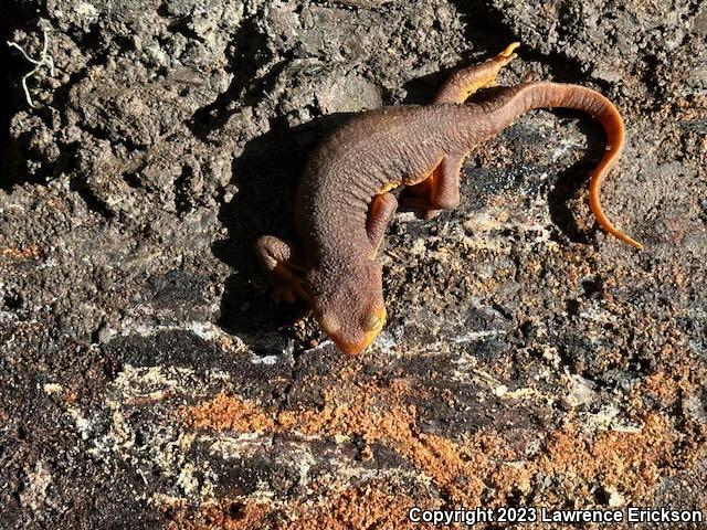 Coast Range Newt (Taricha torosa torosa)