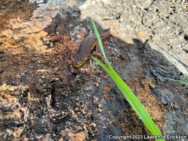 Coast Range Newt (Taricha torosa torosa)