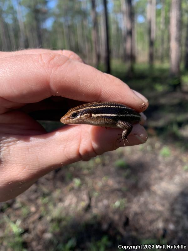 Southeastern Five-lined Skink (Plestiodon inexpectatus)