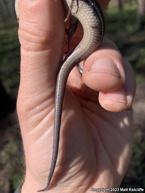 Southeastern Five-lined Skink (Plestiodon inexpectatus)